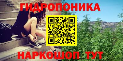 крисы Кулебаки