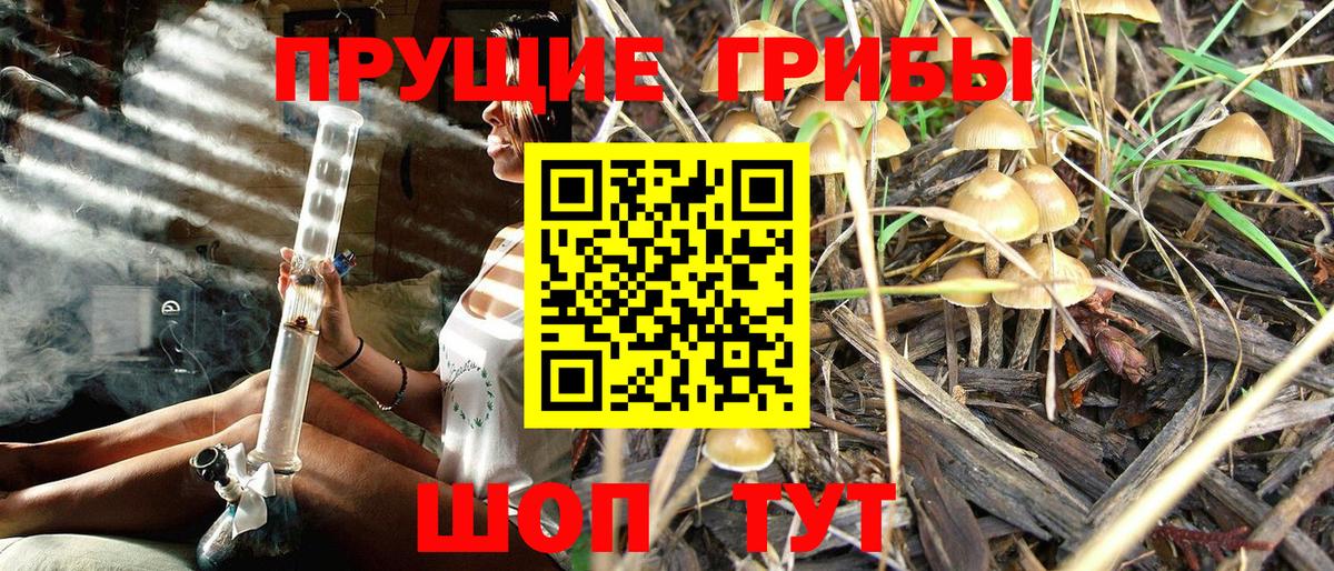 Ставрополь  Галлюциногенные грибы Cubensis  Вход с VPN 